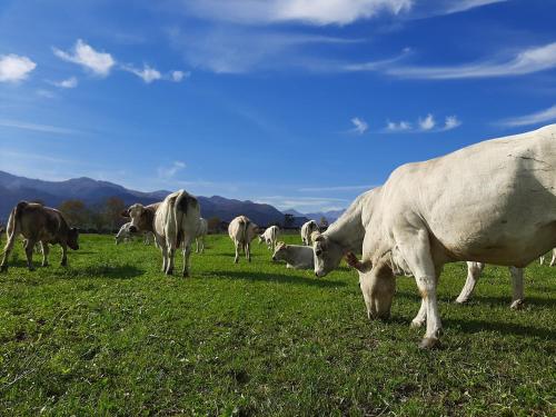 a herd of cows grazing in a field of grass at Agriturismo Fior Di Campo in Dronero