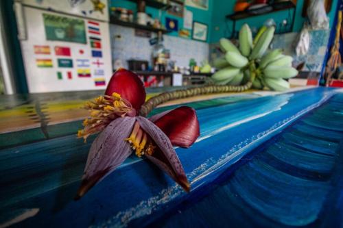 una flor sobre un mostrador en una tienda en Farah Hostel Suítes Camping Smartcamp e Passeio de barco, en Boicucanga