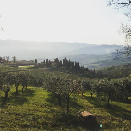 a view of a vineyard with trees in a field at Casa Panzano Tuscany in Panzano
