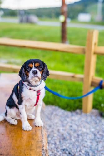 a small dog on a leash tied to a bench at Mountain Inn at Killington in Killington