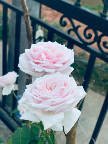 two pink roses are growing next to a fence at November Villa Đà Lạt in Da Lat