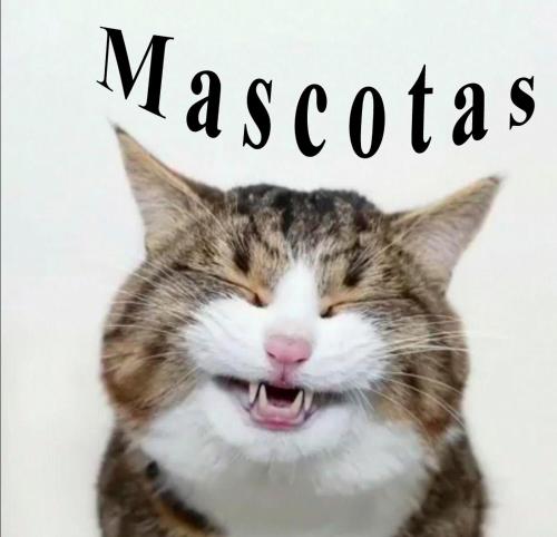 a cat with its mouth open with the word mascas at Apartamentos Formigal - admite mascotas in Formigal