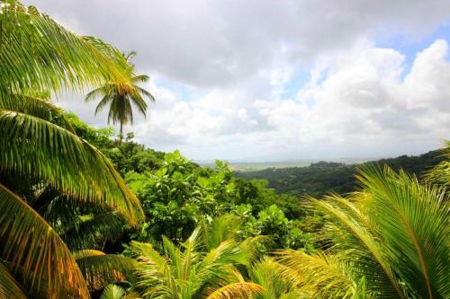 a view of a lush green forest with palm trees at Maison douce à Rivière-Salée avec vue sur jardin & montagne in Rivière-Salée