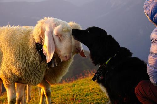two sheep and a black dog standing in a field at Appartement Au in Oberperfuss
