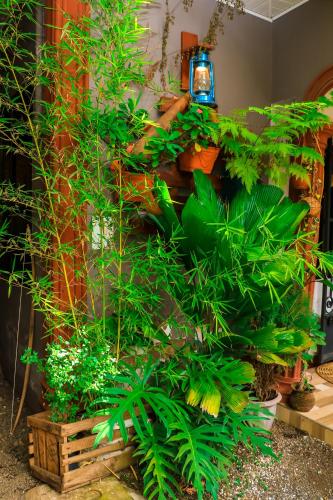 a bunch of plants in pots on a table at Savannah House in Arusha