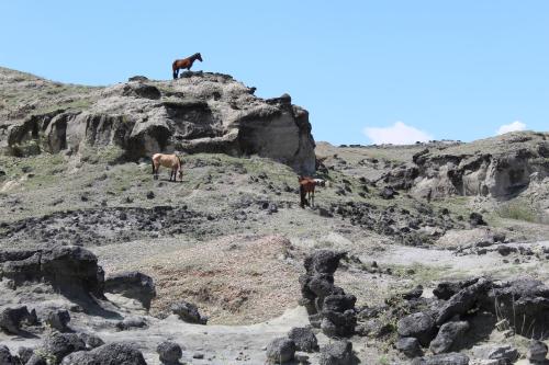 two horses standing on top of a rocky mountain at Pachingo Tatacoa Desert in La Victoria