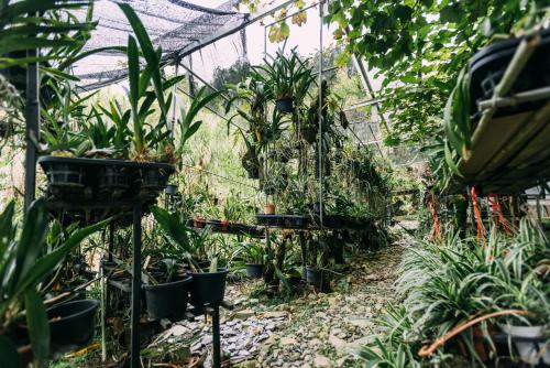 a greenhouse filled with lots of plants at Amazing Grace Lodge in Kundasang