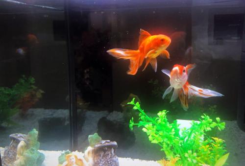 two goldfish in a tank in an aquarium at Il Giardino Di Adriana in Terracina