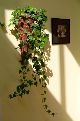 a plant is hanging on a wall with a picture at CEU Konferencia Központ in Budapest