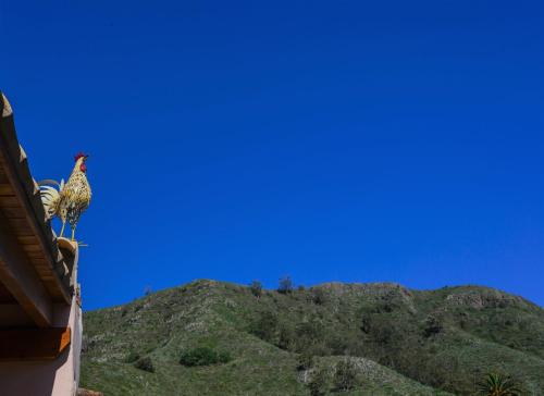 a bird sitting on the side of a building with a mountain at Casa Doña Justa in Tegueste