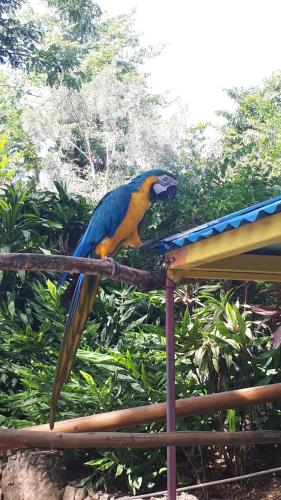 a blue and yellow parrot sitting on a pole at Lauris - Résidence Savannah, 1 ou 2 Chambres avec cuve in Saint-François