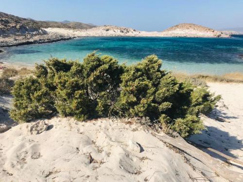 a bush in the sand on a beach at George's Traditional House in Agios Georgios