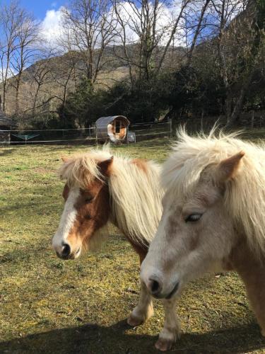 two horses standing next to each other in a field at Yourte et son bain nordique in Fréchet-Aure