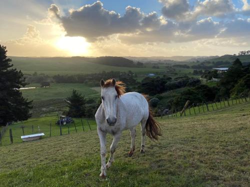 a white horse standing in a field with the sunset in the background at Pukeatua Farmstay in Waimauku