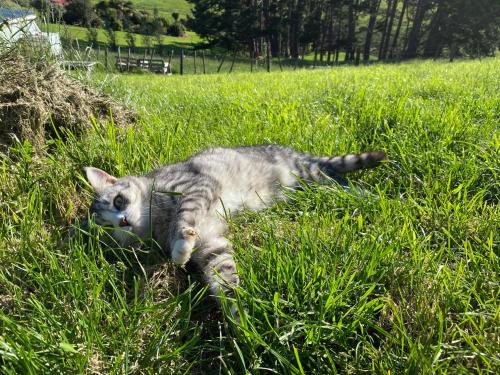 a cat laying in the grass in a field at Pukeatua Farmstay in Waimauku