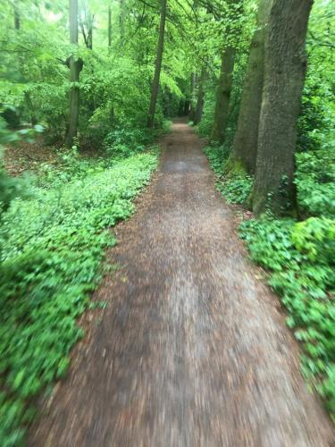 a dirt road in the middle of a forest at Hotel Anno 1848 in Lindern
