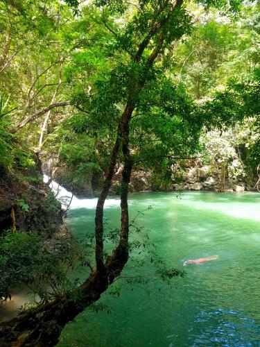 a tree in the middle of a river at Tower Studio in the Treetops in Altos del Maria Panama in El Picacho