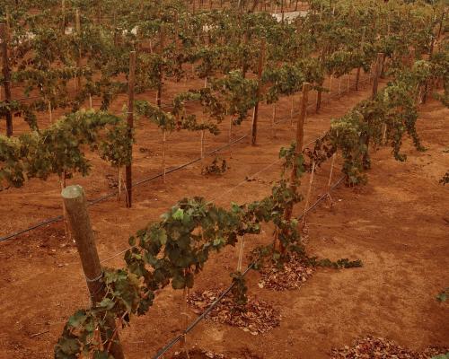 a row of green grapes in a vineyard at Quinta Estrella in Valle de Guadalupe