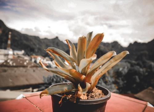 a plant in a pot on top of a mountain at Thaweesuk Heritage Homestay in Phangnga