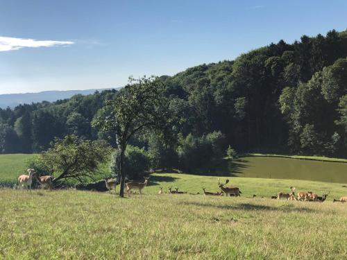 Un paisaje natural cerca del departamento