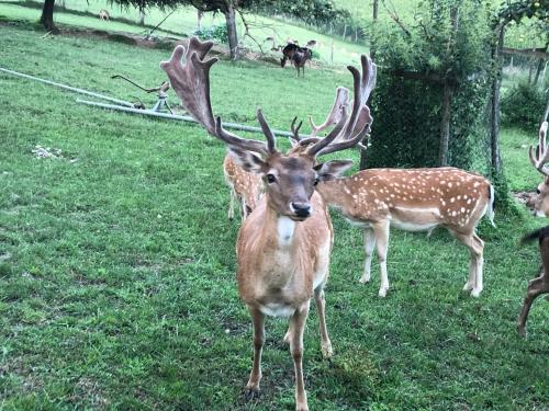 Animales en el departamento o alrededores