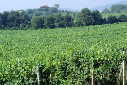 a field of vines with a house in the distance at Agriturismo Palazzo Bandino - Wine cellar, on reservation restaurant and spa in Chianciano Terme