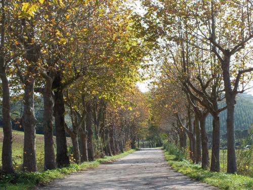 a road lined with trees in the fall at Well Hotel & Spa in Maceira