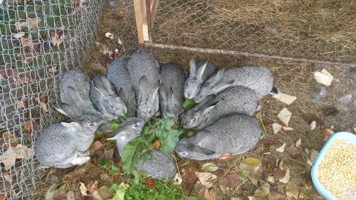 a group of grey rabbits laying in a cage at Pensiunea Agroturistica Cerna, Vaideeni, Valcea in Vaideeni