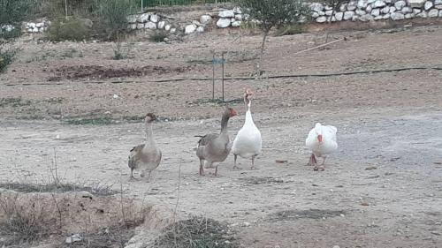 a group of ducks standing in a dirt field at MEDITERRANEAN GARDEN VILLA in Vathí