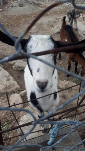 a black and white goat standing behind a fence at MEDITERRANEAN GARDEN VILLA in Vathí