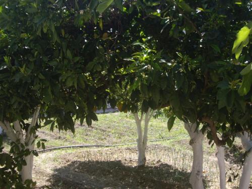 a row of trees with leaves on the ground at Hariklia Rent Rooms in Zarós