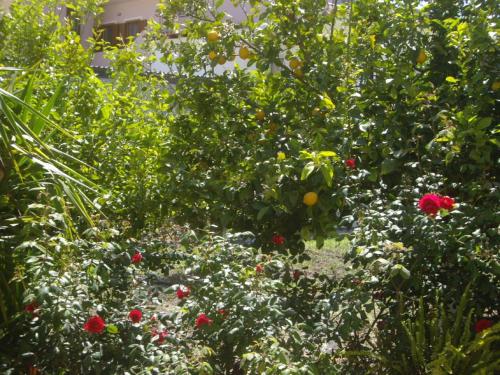 a garden filled with red flowers and green plants at Hariklia Rent Rooms in Zarós