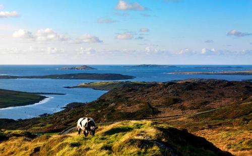 a cow grazing on a hill overlooking the ocean at Murlach Moorings in Ballyconneely