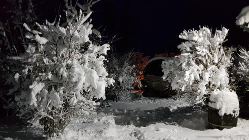 a group of trees covered in snow at night at Knusperhäuschen Maria Nikoletta in Witra