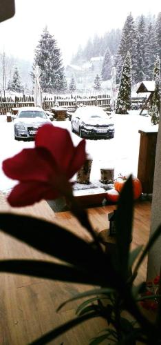 a red flower in front of a snow covered yard at Blumenhof Bucovina in Voronet