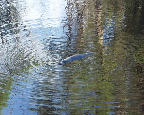a duck swimming in a body of water at Platypus Park Country Retreat in Bridport