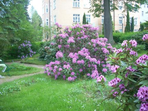 a bush of pink flowers in a yard at Kurheim Haus Linde in Bad Elster