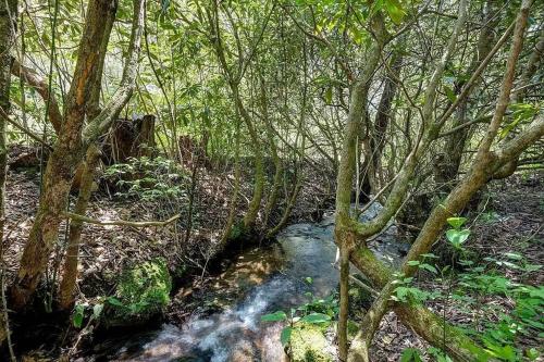 a stream in the middle of a forest with trees at Beautiful Tranquil Mountain Home in Andrews, NC in Andrews