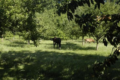 Zvířata v prázdninového domu nebo okolí