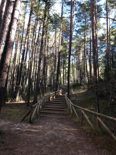 a set of stairs in a forest with trees at Casa Rural Chincha in Tragacete