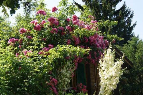 a bunch of flowers on the side of a house at Bis Bosserte in Kollbrunn