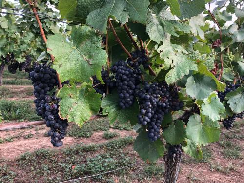 Une bande de raisins noirs suspendus à un arbre dans l'établissement Ferienwohnung Burkhardt, à Meissen