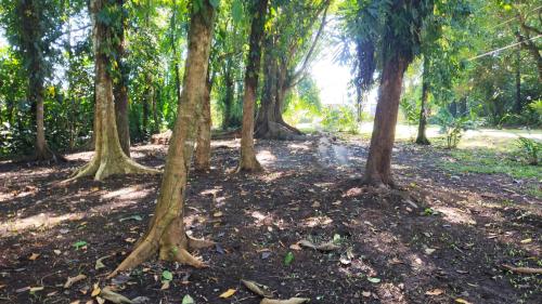 a group of trees in a park with leaves on the ground at Gran Gavilán del Sarapiquí Lodge in Sarapiquí