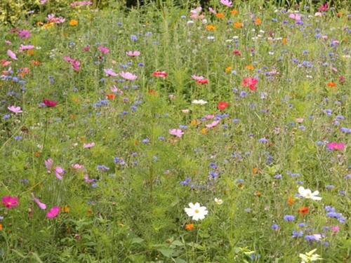 un champ rempli de fleurs colorées dans l'établissement Chambres d'hôtes-Les Chambres de Mado, à Margencel