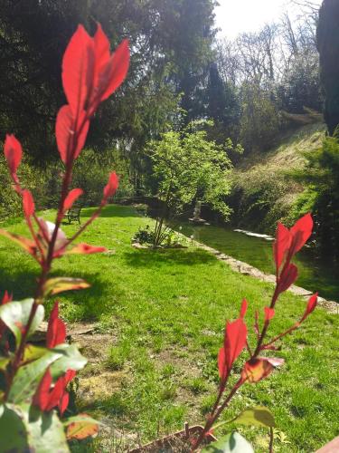 a plant with red flowers in a yard at Domaine Du Moulin Vallée Heureuse in Poligny
