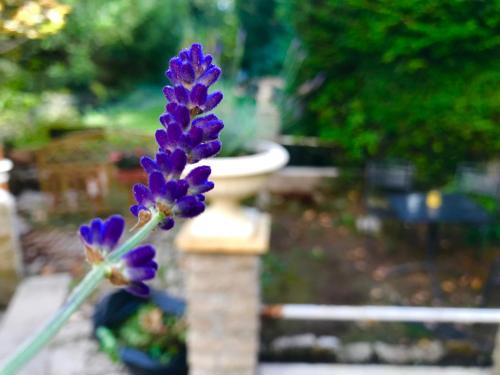 a purple flower sitting on top of a stone pillar at Domaine Du Moulin Vallée Heureuse in Poligny