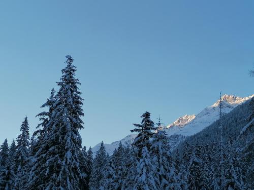 a group of pine trees covered in snow at Mooshof in Kaunertal
