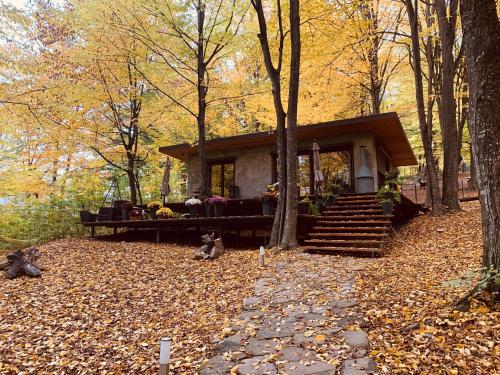 a cabin in the woods with two cats sitting in the leaves at Luxury Lake House & Glamping in Teşila
