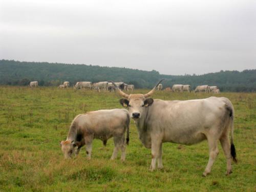a couple of cows standing in a field at Naturpark Ferienhaus in Szalafő