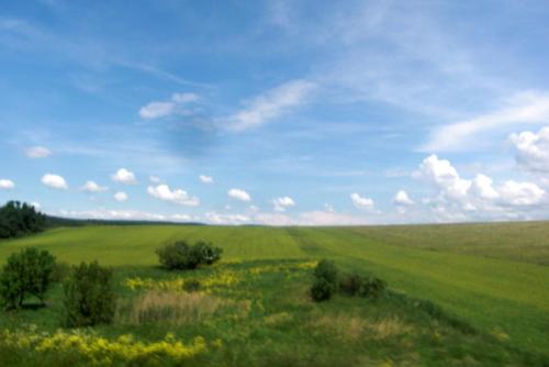 a large green field with yellow flowers and trees at Naturpark Ferienhaus in Szalafő